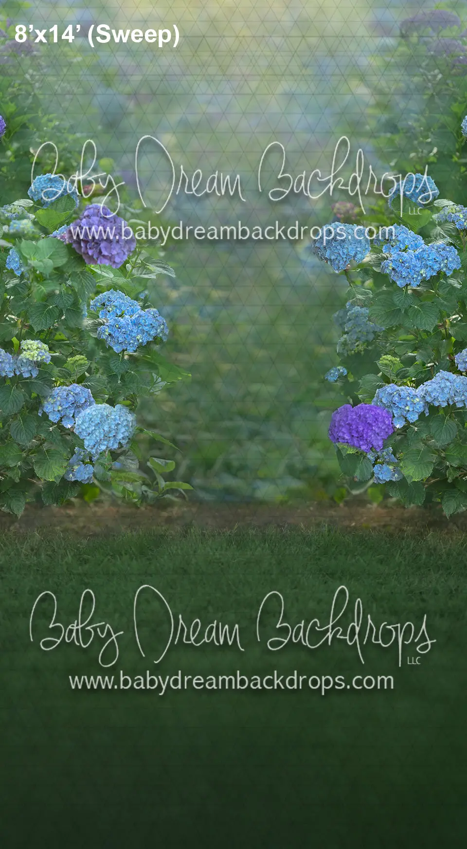 Sweeps Hydrangea Dream (Ad) 1