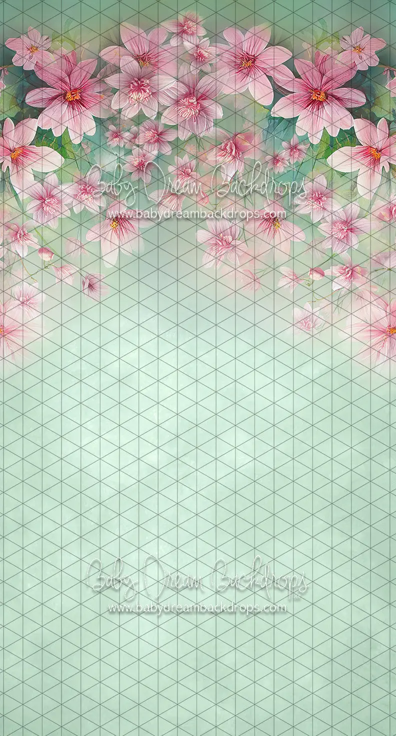 Sweeps Sweet Spring (Ll) 1