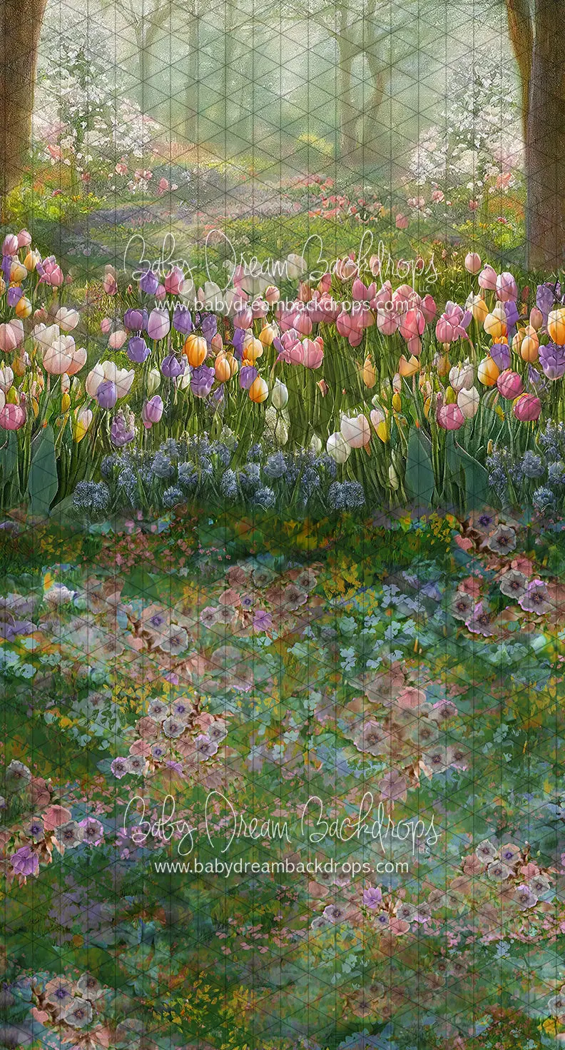 Sweeps Tulip Breeze (Ll) 1